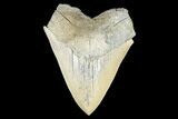 Serrated, Fossil Megalodon Tooth - Aurora, North Carolina #176569-1
